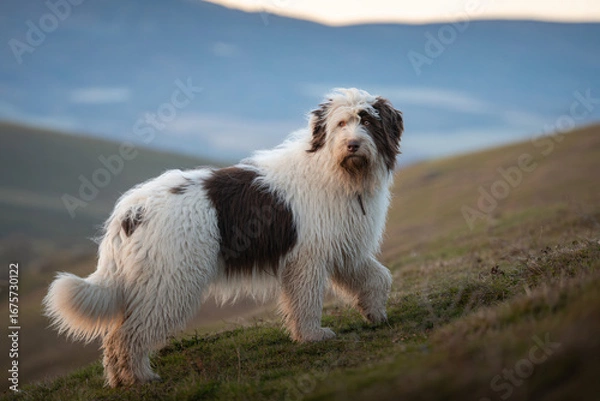 Fototapeta A solitary sheepdog stands vigilant on a windswept hillside in a stunning photographic portrait.