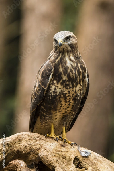 Fototapeta Hawk