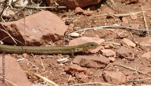 Obraz A lizard on reddish dirt