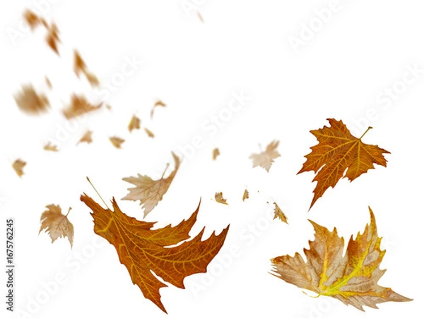Fototapeta autumn leaves falling isolated for background - 3d rendering