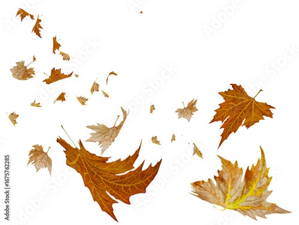 Fototapeta autumn leaves falling isolated for background - 3d rendering