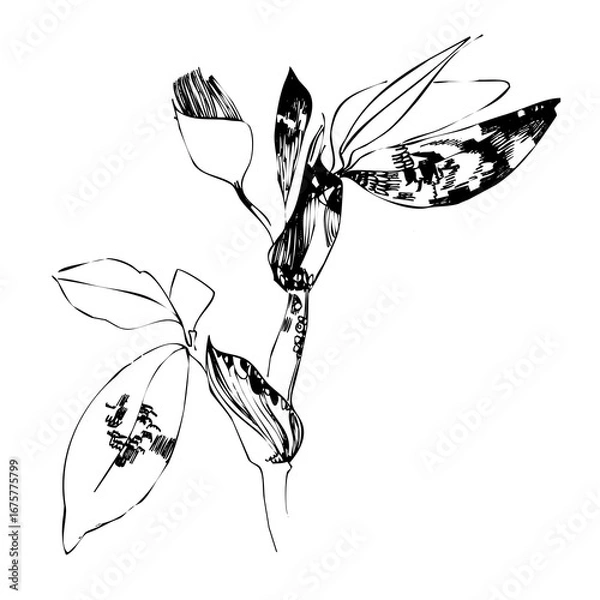 Fototapeta Hand Drawn Plant