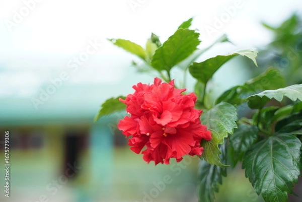 Obraz red carnation flowers