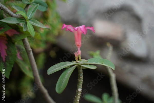 Obraz bud of a pink flower