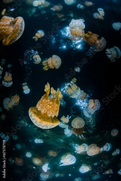 Fototapeta Spotted jellyfish