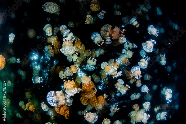 Fototapeta Spotted jellyfish