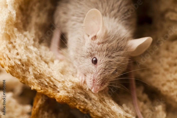 Fototapeta Mouse and bread