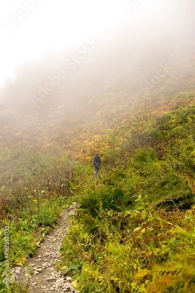Fototapeta Mysterious Hiker Emerges from the Fog