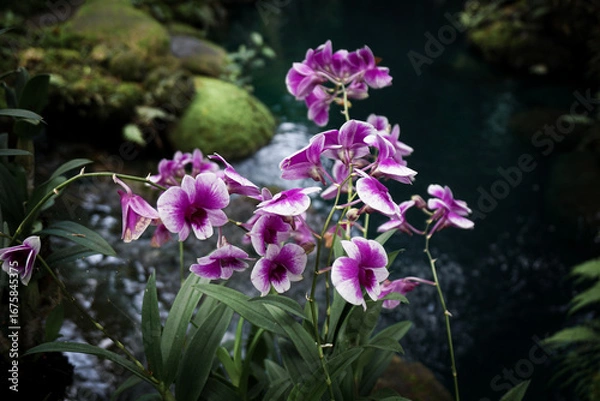 Fototapeta flowers in the garden