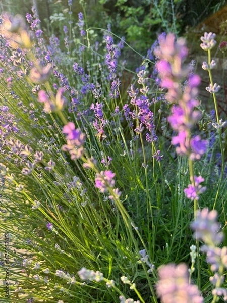 Fototapeta Lavender in full bloom in a field.