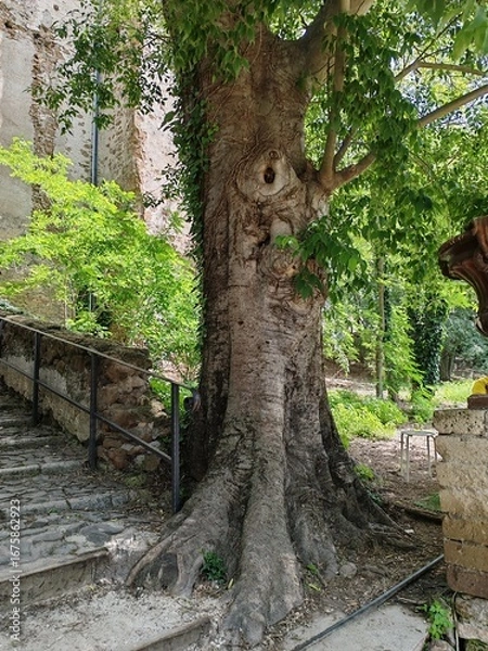 Fototapeta Part of the trunk of a centuries-old oak tree near Lunghezza Castle, a medieval castle named after the town of Lunghezza, in the municipality of Rome. Between Via Collatina and Via Tiburtina.
