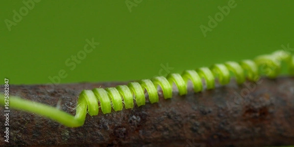 Fototapeta Macro Photography Coiled Tendril on Rusted Metal