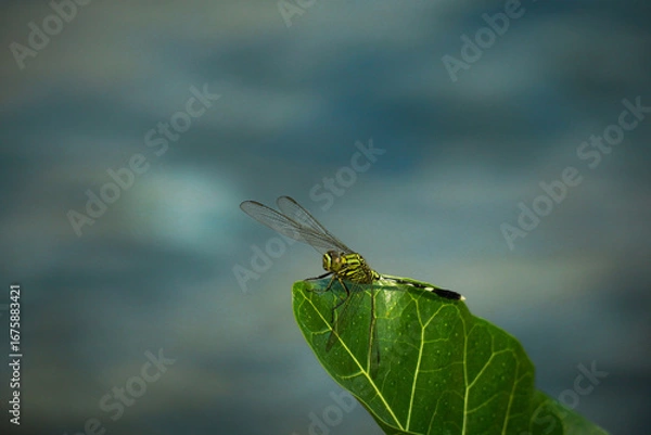 Fototapeta Green Dragonfly Perched on a Leaf Against a Cloudy Sky