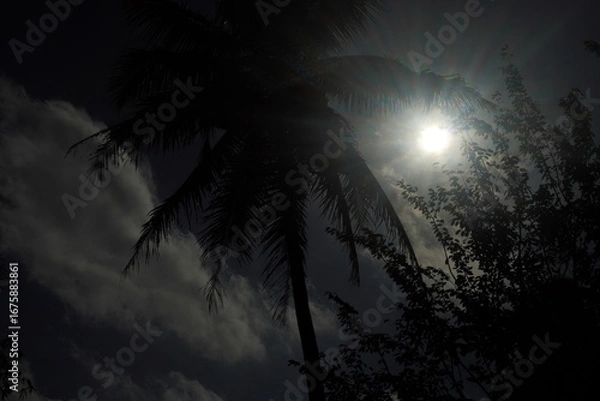 Fototapeta Palm Trees Silhouette in the Sun Tropical Scene with Dark Tones and Bright Sunlight