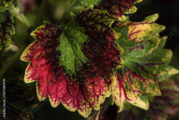 Obraz Detailed macro photograph of a colorful coleus plant leaf displaying a vibrant mosaic of red, green, and yellow patterns