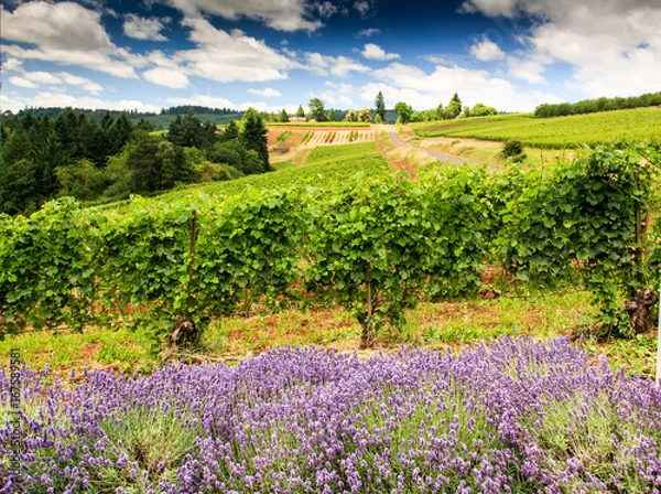 Obraz Beautiful Vinyard