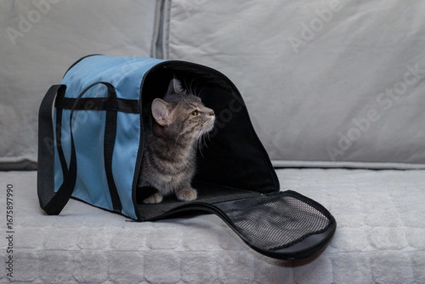 Obraz Cat in a carrier bag on a gray background. Transportation of pets
