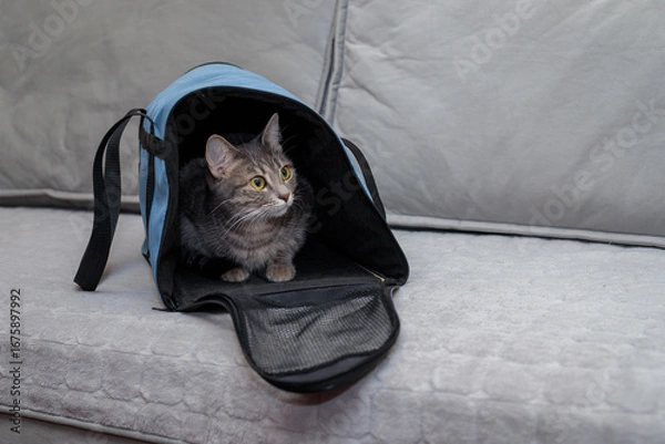 Obraz Cat in a carrier bag on a gray background. Transportation of pets