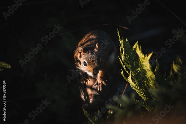 Obraz Squirrel in Canada