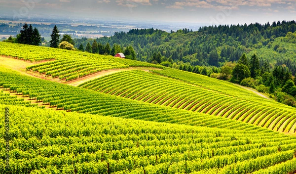 Obraz Pastoral vinyard