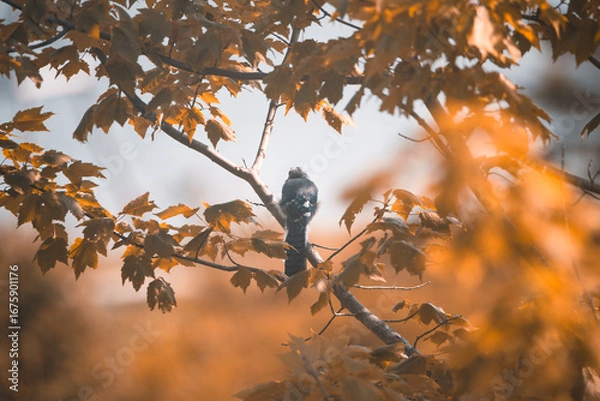 Obraz Blue Jay on a Branch