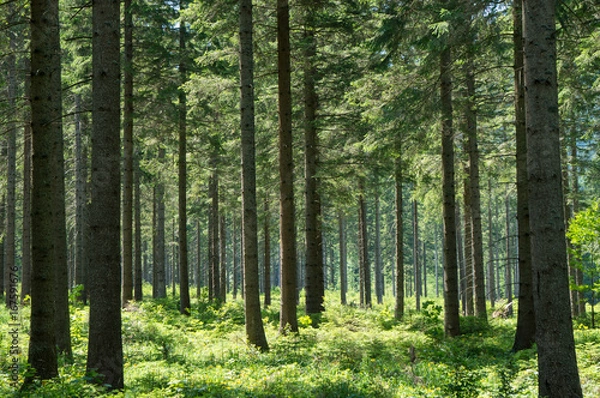 Fototapeta Coniferous forest in the Austrian Alps