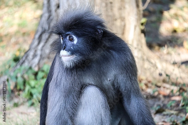 Fototapeta Dusky leaf monkey, spectacled langur close up, wild animals