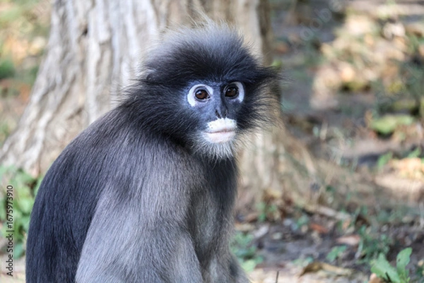 Fototapeta Portrait of Dusky leaf monkey, spectacled langur, wild animals