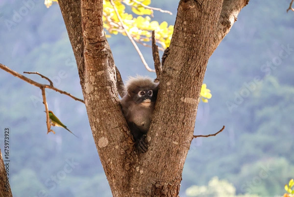 Fototapeta Funny Dusky leaf monkey, spectacled langur sits on a tree, surveying the surroundings