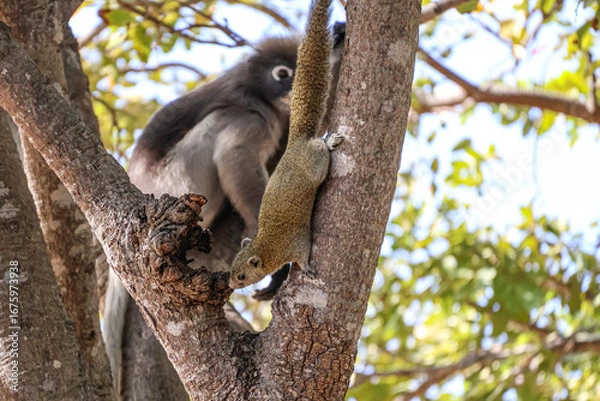 Fototapeta Grey squirrel on the background of Dusky leaf monkey, spectacled langur on a tree in the jungle. Coexistence of animals of different species in nature