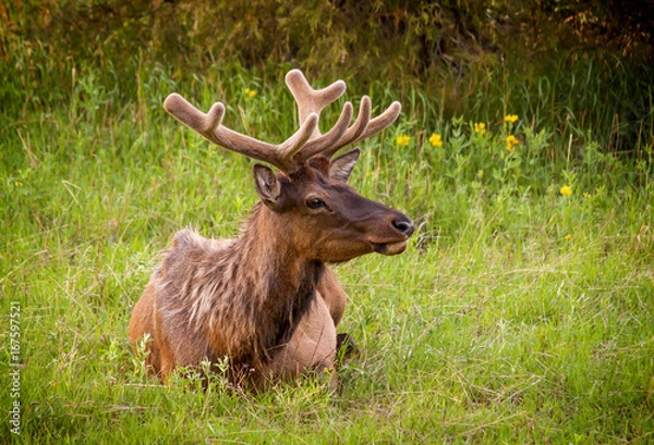 Obraz Welcoming Spring in Colorado Rocky Mountains