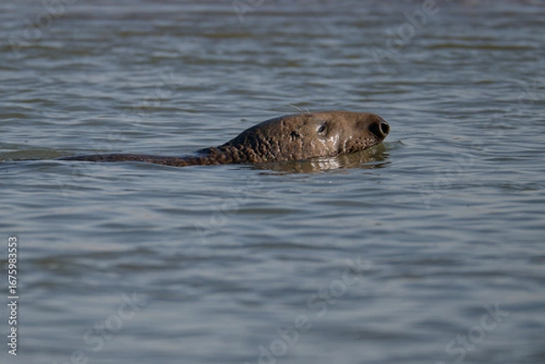 Fototapeta Phoque gris