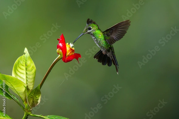 Obraz colibrì hummingbirds Costa Rica