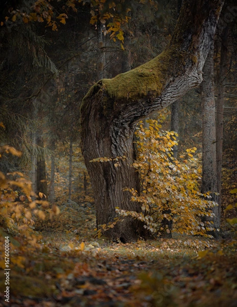 Fototapeta The Watcher: Twisted Mossy Tree in a Silent Autumn Forest