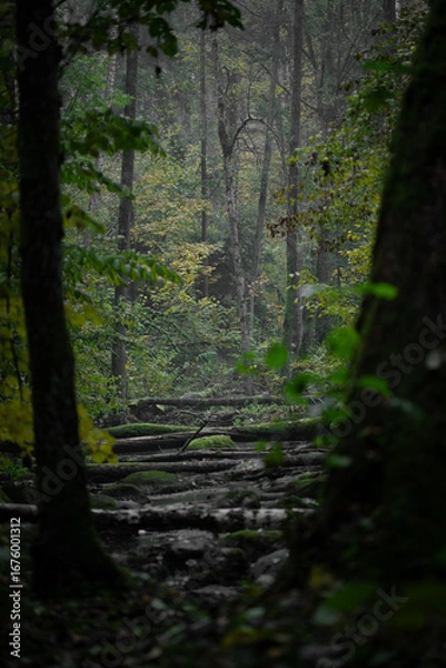 Fototapeta The Obstructed Path: Mossy Fallen Trees in a Silent Forest Maze