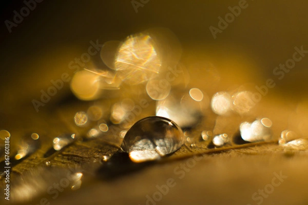 Obraz złote krople