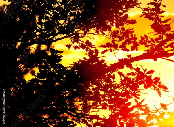 Obraz Couché de soleil