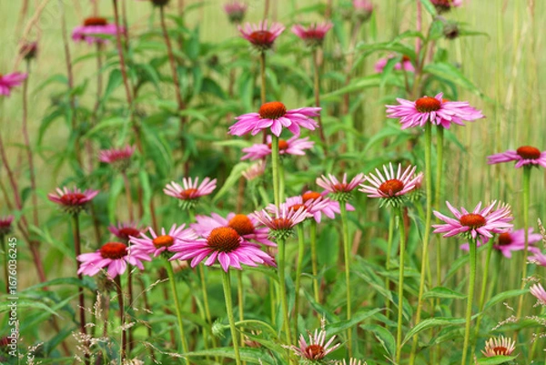 Fototapeta Blooming pink purple echinacea, coneflowers flowers in full summer bloom, standing tall in natural field or garden background. Gardening, plant breeding, medicinal herbs