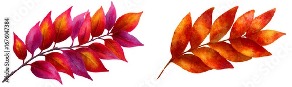 Fototapeta Colorful Flame Shaped Leaves Botanical Clipart Design Isolate on Transparent Background, cutout, png