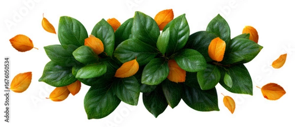 Fototapeta Top View of Autumn Leaves and Green Bush Foliage Isolate on Transparent Background, cutout, png