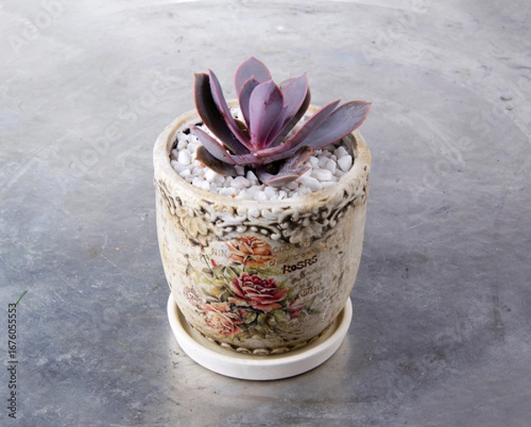Fototapeta Miniature succulent cactus small there are many varieties plants, at the beautiful flower pot.