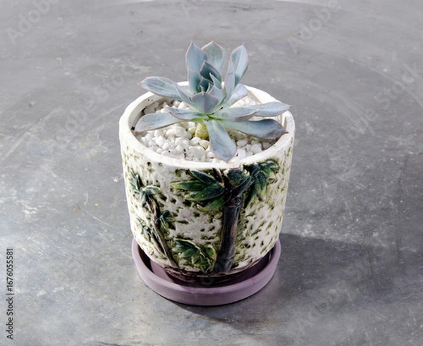 Fototapeta Miniature succulent cactus small there are many varieties plants, at the beautiful flower pot.