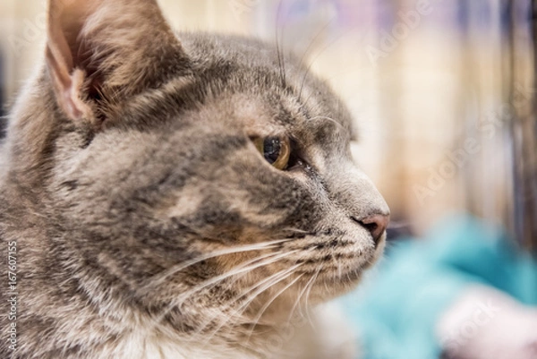 Fototapeta Sad grey cat in cage waiting for adoption