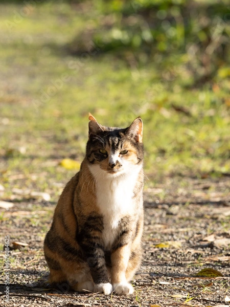 Obraz 猫のポートレート
