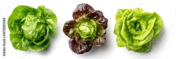 Fototapeta Three heads of lettuce, one green, one red, and one green