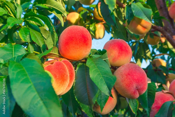 Obraz Peaches growing on a tree