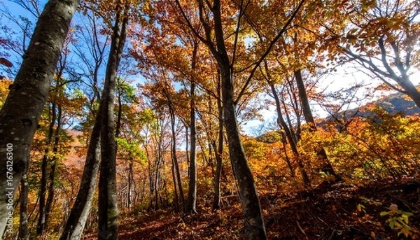 Obraz Autumn forest canopy (4)