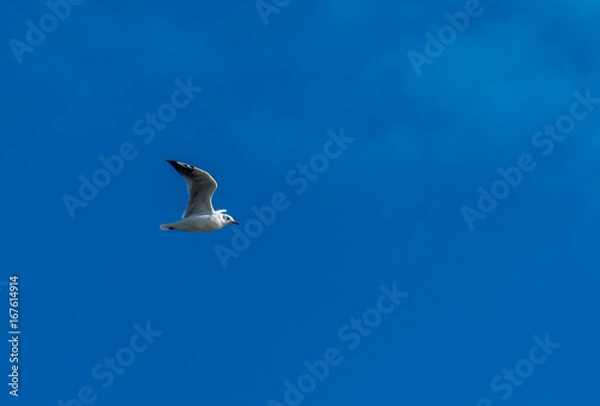 Obraz seagull flying with blue sky and some clouds
