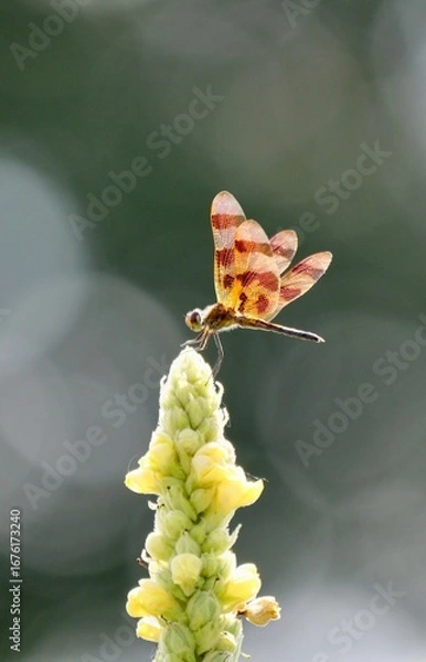 Obraz dragonfly on a flower