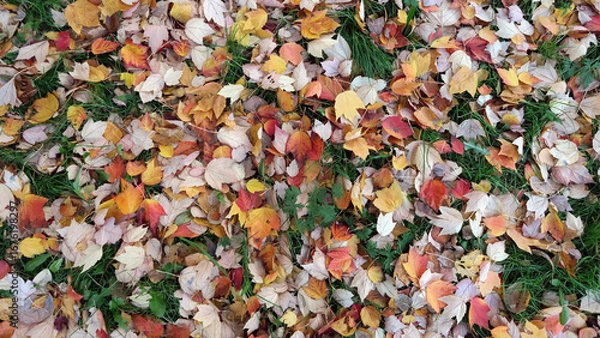 Fototapeta Vibrant hues of autumn leaves on tall trees, showcasing a mix of orange, yellow, and green foliage under soft light.